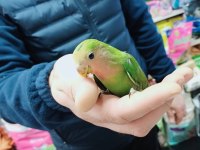 45 günlük bebek Sevda PAPAĞANLARI GELMİŞTİR
