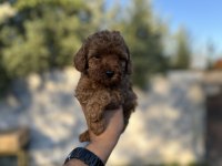 Sağlık Ve Irk Garantili Toy Poodle Yavrularımız 