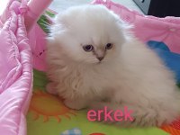 Scottish fold beyaz mavi gözlü erkek