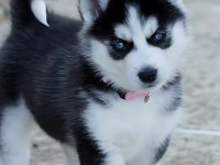 Sibirya Kurdu Husky