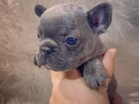 Irk Standartlarında Blue Mavi Gözlü French Bulldog Yavrular