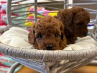 Dişi Kore Poodle