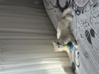 BRİTİSH LONGHAİR ERKEK