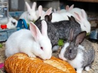 Albino kırmızı göz tavşanlar mevcut