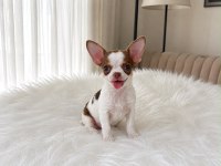 WC eğitimli mini boy chihuahua