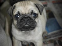Pug mops yavrularım