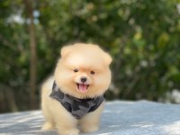 Yeni Evlerine Gitmeye Hazır Pomeranian Yavruları