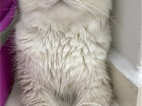 15 aylık erkek British longhair