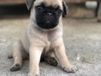 Mops erkek dişi uygun pug