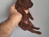 Poodle bebekler