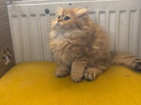 British longhair dişi kedimiz