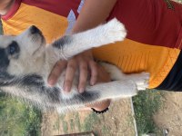 Safkan husky sibirya kurdumuz