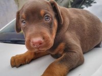 Kaliteli Doberman Yavrular