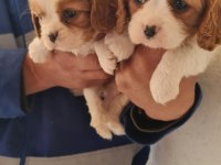 Cavalier king charles dişi ve erkek köpekler