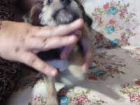 Mersin özel yavru köpekler