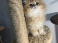 British Longhair Golden By12 Dişi