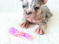 Egzotic French Bulldog Yavruları