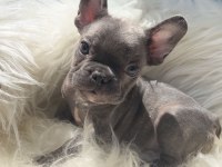 Oyuncu french bulldog yavrular