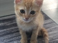 British shorthair yavrularım