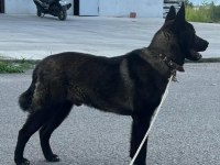 Akita 9 aylik erkek