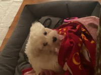 2 aylık dişi maltese terrier