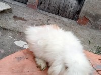 Üç adet hollanda lopu ve iki adet angora tavşanı