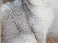 Scottish fold yavrular