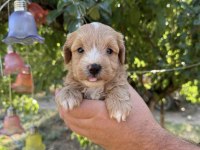 MALTİPOO BABYFACE YAVRULARIMIZ