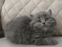 British shorthair şecereli orjinal yavrular