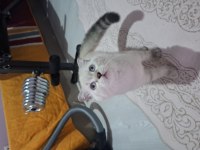 2 Aylık Dişi Point Yavru