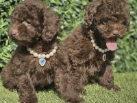 Toy Poodle Köpekler