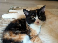 British shorthair kırma