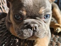 Güzeller güzeli french bulldog bebeklerimiz