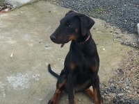 Dişi Doberman 2.5 Aylık