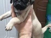 Muhteşem Pug Bebek Köpekler