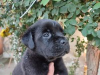 (SDK) çiftlikten cane corso yavrular