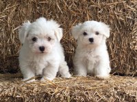 Irk garantili Maltese bebeklerimiz