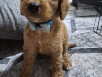 Toy poodle yavrular tuvalet eğitimli