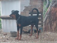 2 Yasında Bebis Doberman