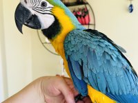 SARI LACİVERT MACAW ARA PAPAĞANLARI