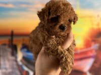 Toy poodle yavrularımız