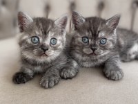 Erkek british shorthair