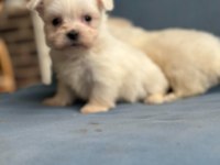 Mini Boy Maltese Bebekler