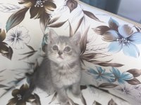 27 Şubat doğumlu british shorthair yavrular