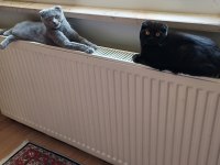 7 Aylık Safkan Scottish fold