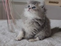British Longhair 55 günlük kedimiz