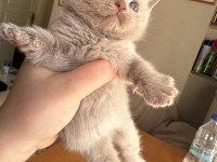 British Shorthair Bebekler %100 Saf Irk Garantisi