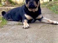 İZMİRDE BAŞKA BU RENKTE PUG YOK