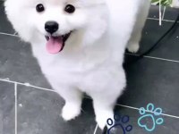Akıllı Boby Pomeranian Boo