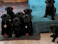 Evinizin neşesi cane corso bebişler her yere kapıda öde